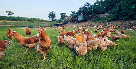 畜牧业生产现状-绍兴乐丰笼具设备有限公司