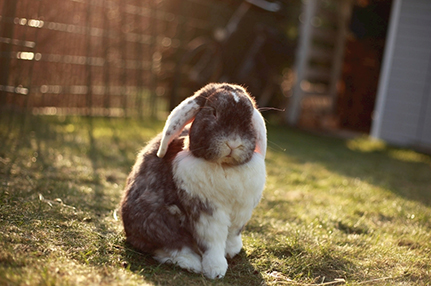 《我爱发明》 20141213 小兔开饭啦-绍兴乐丰笼具设备有限公司