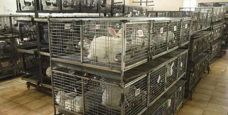 规模化养殖场在在畜牧、养殖业的重要性-绍兴乐丰笼具设备有限公司