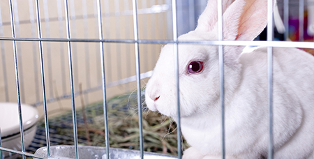 拥有良好品牌形象的不锈钢实验笼更好销售-绍兴乐丰笼具设备有限公司