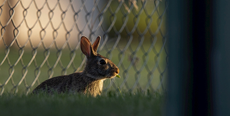 全自动兔笼的价格与这些原因有关-绍兴乐丰笼具设备有限公司
