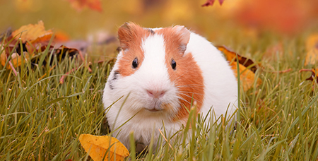 不锈钢豚鼠笼的销量高低由这些因素来决定-绍兴乐丰笼具设备有限公司