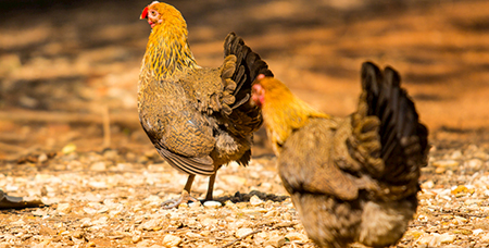 金属鸡笼做好生产加工的重要前提介绍-绍兴乐丰笼具设备有限公司