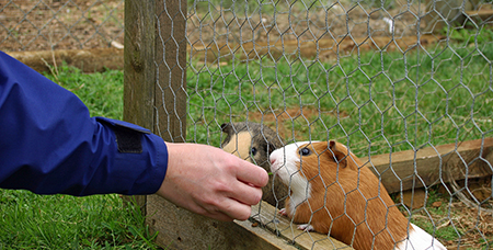 不锈钢豚鼠笼的质量提升需厂家做好这些工作-绍兴乐丰笼具设备有限公司