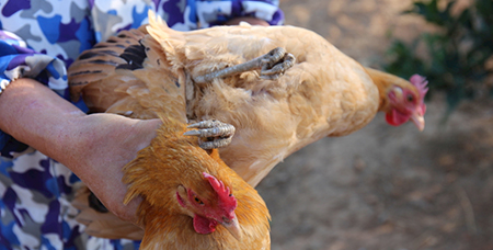 金属鸡笼的出售价格需要有这些因素来决定-绍兴乐丰笼具设备有限公司