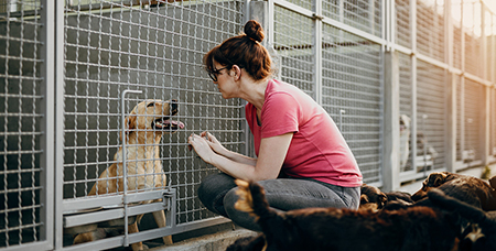 随着国内生活条件的提高，乐丰宠物笼具的风口到了吗？-绍兴乐丰笼具设备有限公司