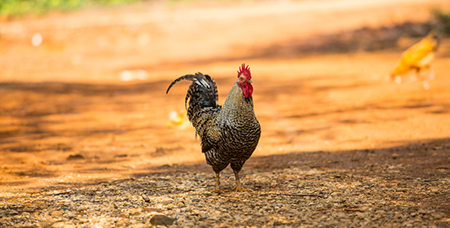 金属鸡笼的优质性能与哪些因素有关-绍兴乐丰笼具设备有限公司