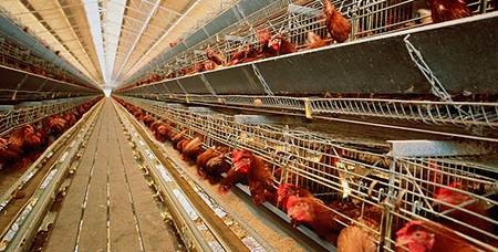 不锈钢实验笼所具备的优质性能与这些因素相关-绍兴乐丰笼具设备有限公司