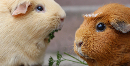 不锈钢豚鼠笼的出售价格，这样才能制定合理-绍兴乐丰笼具设备有限公司