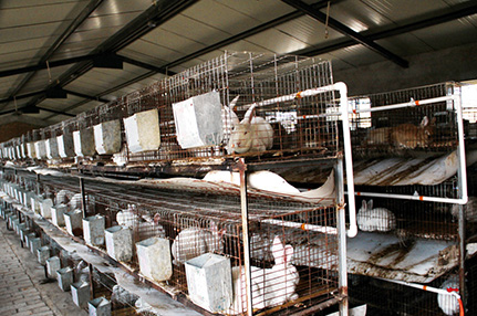 乐拜牌纵向横向输送带清粪系统-绍兴乐丰笼具设备有限公司