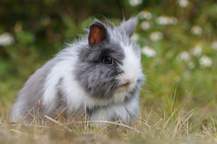 乐丰兔笼门视频-绍兴乐丰笼具设备有限公司