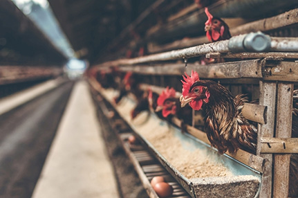 乐丰牌行车式喂料系统-绍兴乐丰笼具设备有限公司