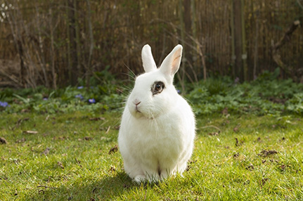 乐丰兔笼门视频下翻料盒-绍兴乐丰笼具设备有限公司