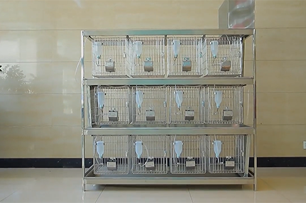 自动冲水式实验兔笼-绍兴乐丰笼具设备有限公司